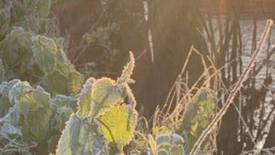 Bouquet_dhiver_triguerois_09
