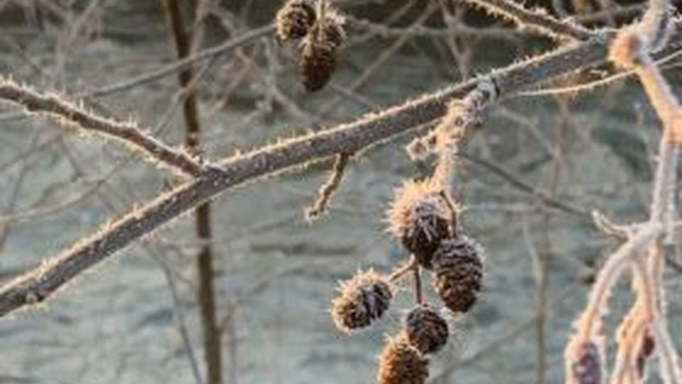 Bouquet_dhiver_triguerois_15
