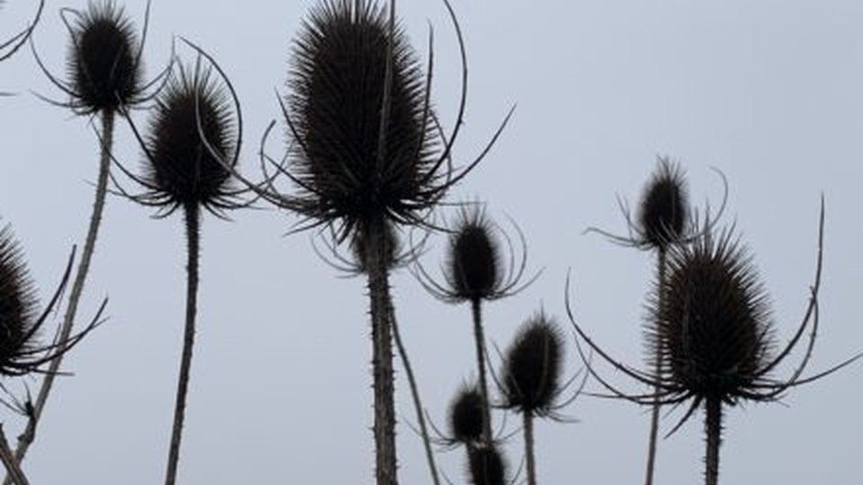 Bouquet_dhiver_triguerois_40